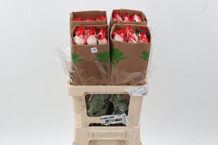 <h4>R Gr Blush 50cm Fu</h4>