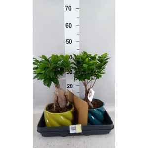 Ficus microcarpa 'Ginseng'