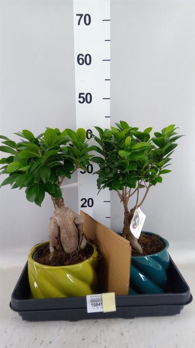 <h4>Ficus microcarpa 'Ginseng'</h4>
