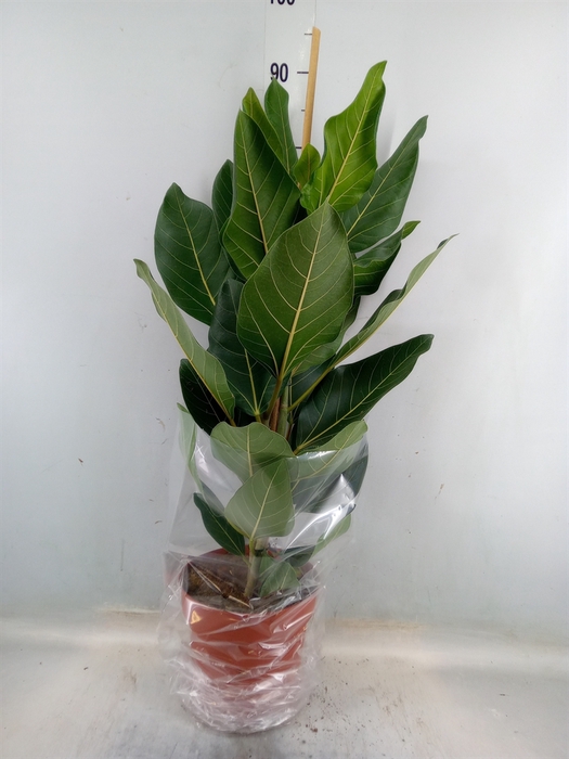 <h4>Ficus benghalensis 'Joy'</h4>