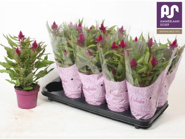 <h4>CEL DEEP PURPLE</h4>