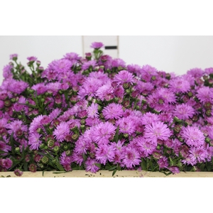 ASTER DOBRADO PINK 070 CM