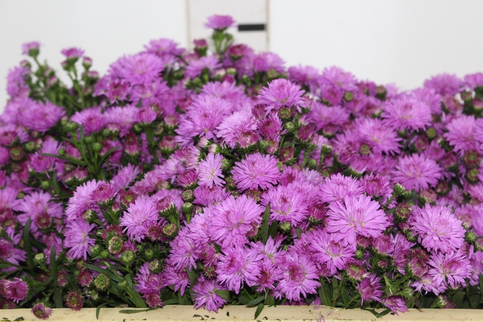 <h4>ASTER DOBRADO PINK 070 CM</h4>