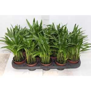 ARECA BAMBU P11
