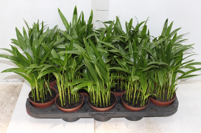<h4>ARECA BAMBU P11</h4>