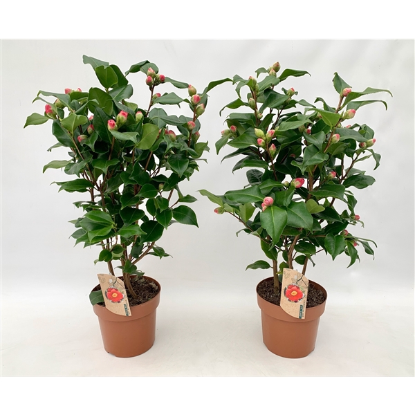 <h4>Camellia Dr King 20-25 knoppen</h4>