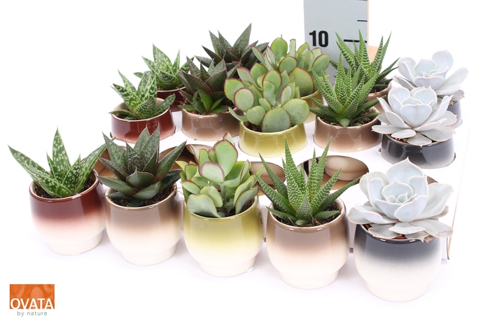 <h4>SUCC GEM 5 SRT</h4>