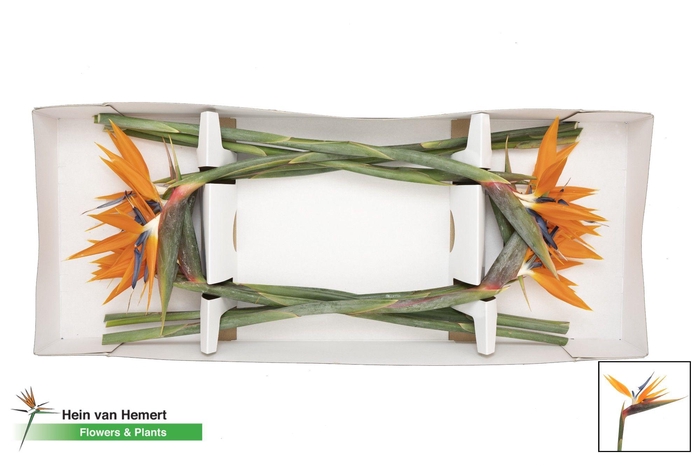 <h4>Strel Reginae Bloem</h4>