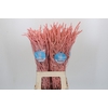 Amaranthus Yearming Desert Lady Pink