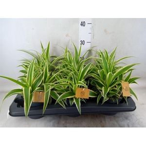 Chlorophytum com. 'Ocean'