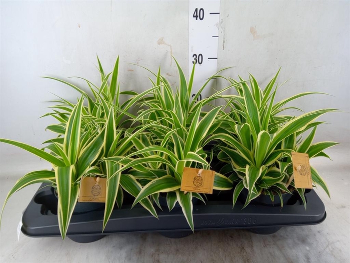 <h4>Chlorophytum com. 'Ocean'</h4>