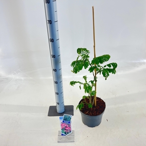 Albizia julibrissin Ombrella® ('Boubri'PBR)