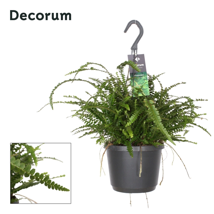 <h4>NEPHR OV DUFFII</h4>