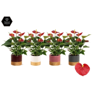 Anthurium Diamond Red in Frederique ceramics