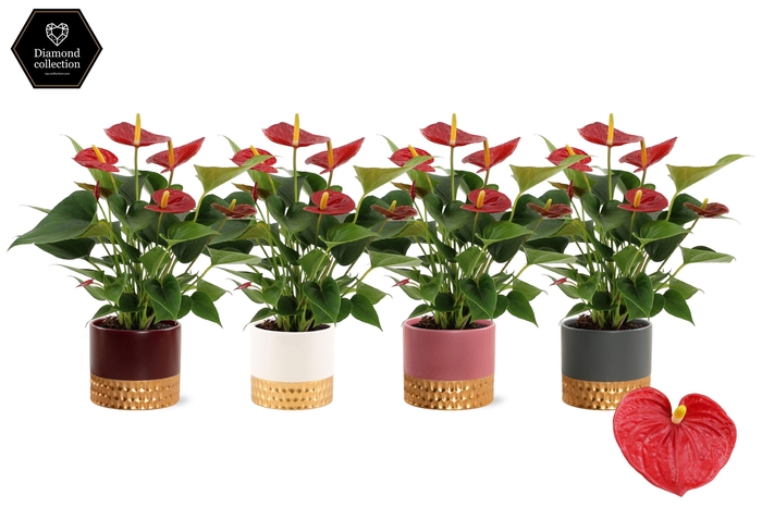 <h4>Anthurium Diamond Red in Frederique ceramics</h4>