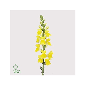 Antirrhinum Potomac Yellow