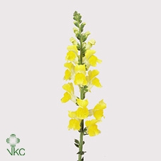 <h4>Antirrhinum Potomac Yellow</h4>