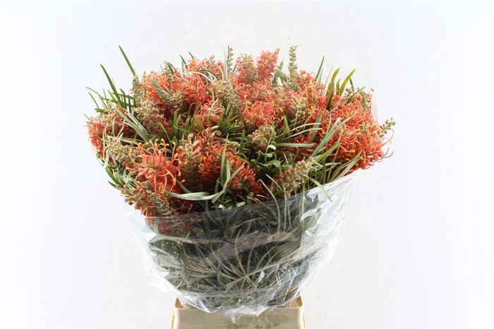 <h4>Grevillea Coastal Sunset</h4>