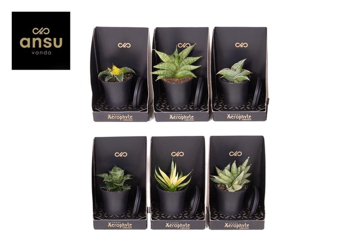 <h4>Sansevieria autre</h4>