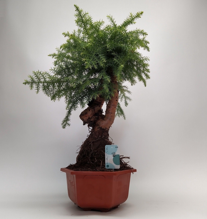 <h4>Araucaria Cunninghamii Bonsai in Hexagon pot 30 cm</h4>