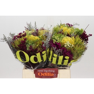 BQ Nutans High Gold 2 Flower