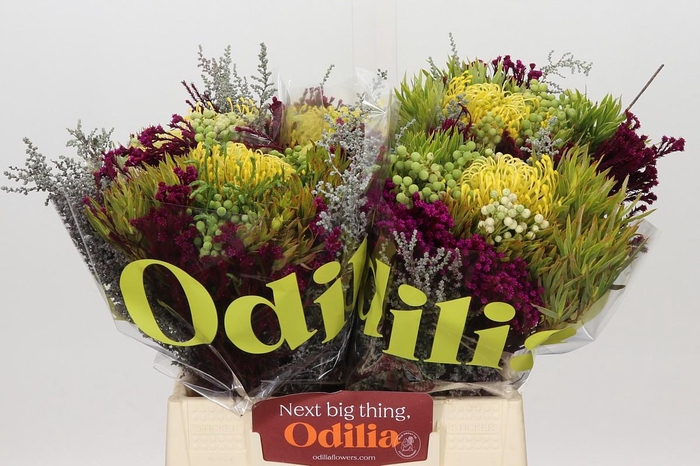 <h4>BQ Nutans High Gold 2 Flower</h4>