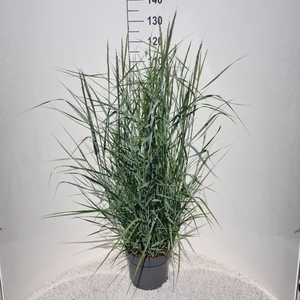 Panicum virgatum