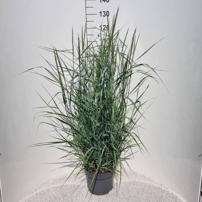 <h4>Panicum virgatum</h4>