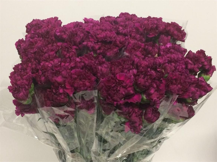 <h4>Di St Elka Violet</h4>