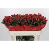 Hypericum True Romance