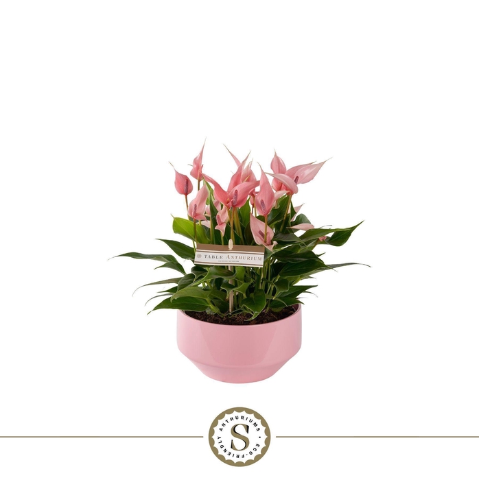 <h4>Table Anthurium Schaal Lilli in Lucca keramiek</h4>