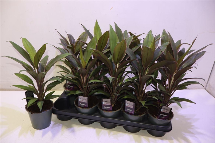 <h4>arr8 Cord Fr Rumba</h4>