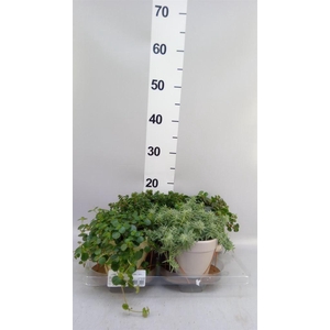 Arr.   Kamerplant Groen L%