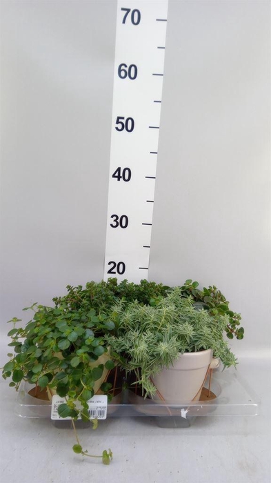 <h4>Arr.   Kamerplant Groen L%</h4>