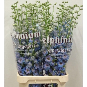 Delph El Dewi Azul Light Blue