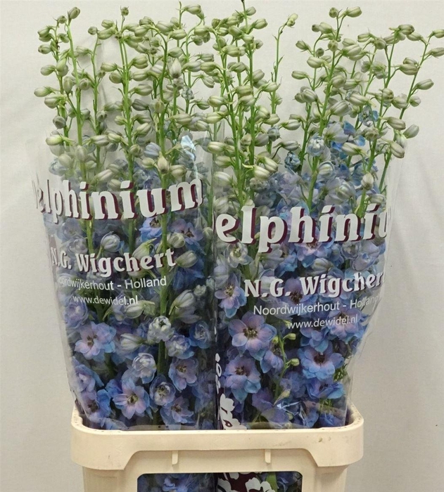 <h4>Delph El Dewi Azul Light Blue</h4>