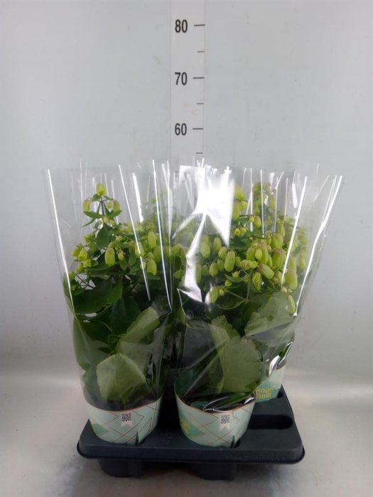 <h4>Kalanchoe  'Magic Bell'</h4>