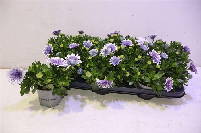 <h4>Osteo 3d Steel Blue</h4>