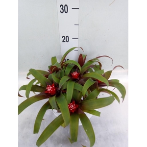 Guzmania  'Priscilla'