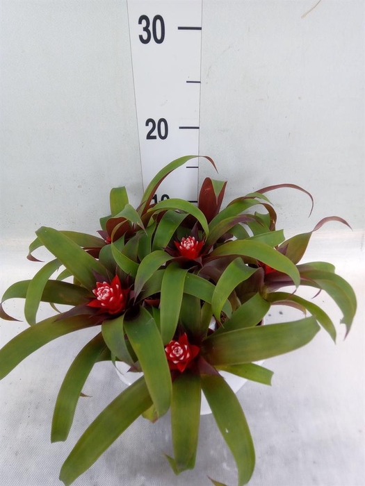 <h4>Guzmania  'Priscilla'</h4>