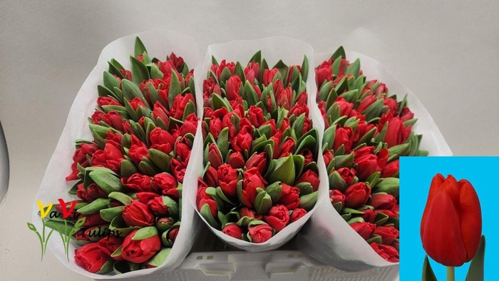 <h4>TU EN ESCAPE</h4>