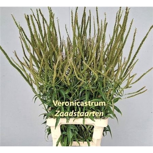 Veronica V Fasc Zaadstaarten