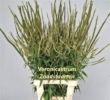 <h4>Veronica V Fasc Zaadstaarten</h4>
