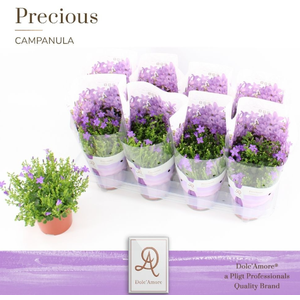 Campanula portenschlagiana