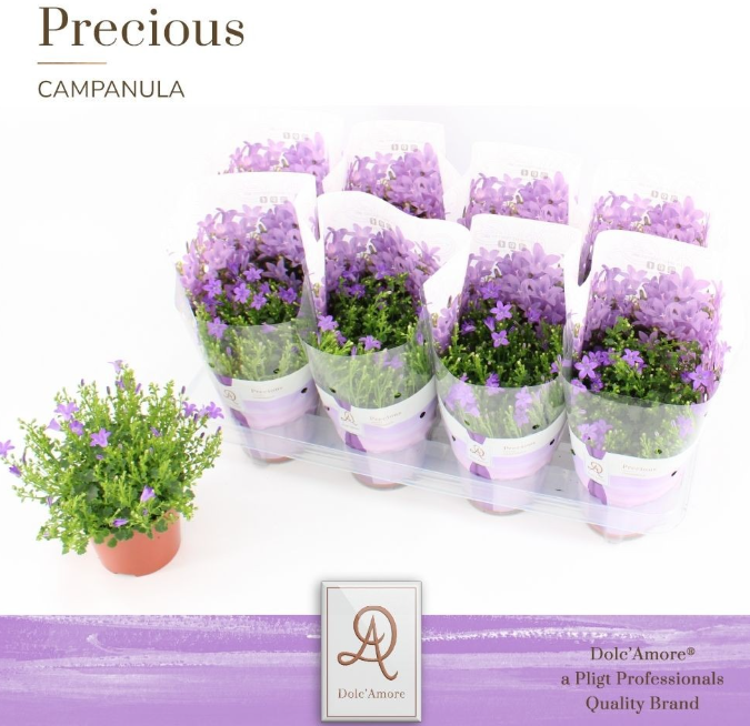 <h4>Campanula portenschlagiana</h4>