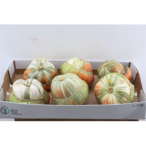 Sier Cuc P Turks Turban Mix X6