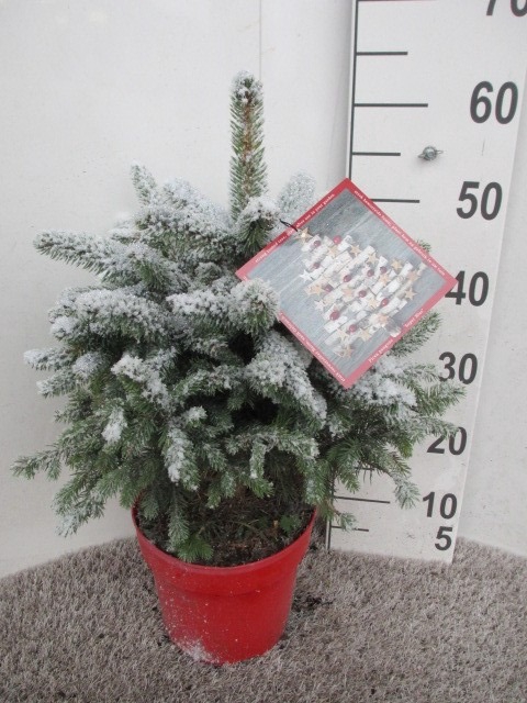 <h4>PICEA PU SUPER BLUE</h4>