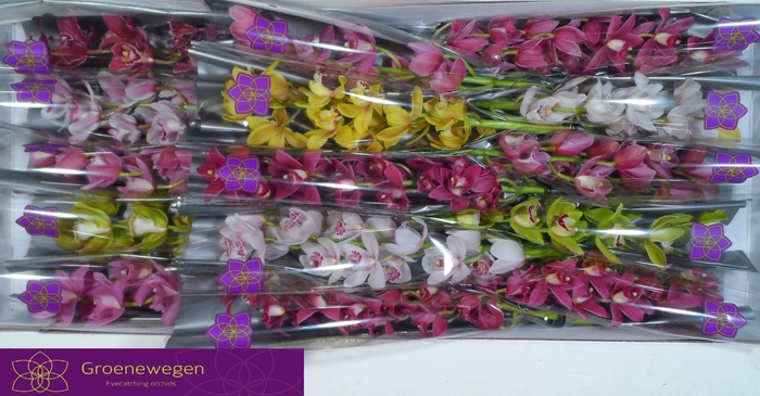 <h4>CYMB MI GEM</h4>