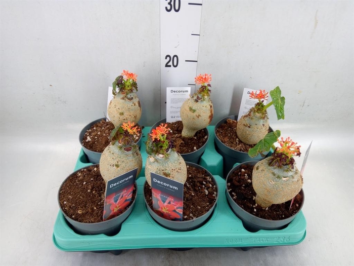 <h4>Jatropha podagrica</h4>