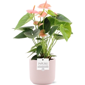 Anthurium Spirit in Pure Sophie ceramics